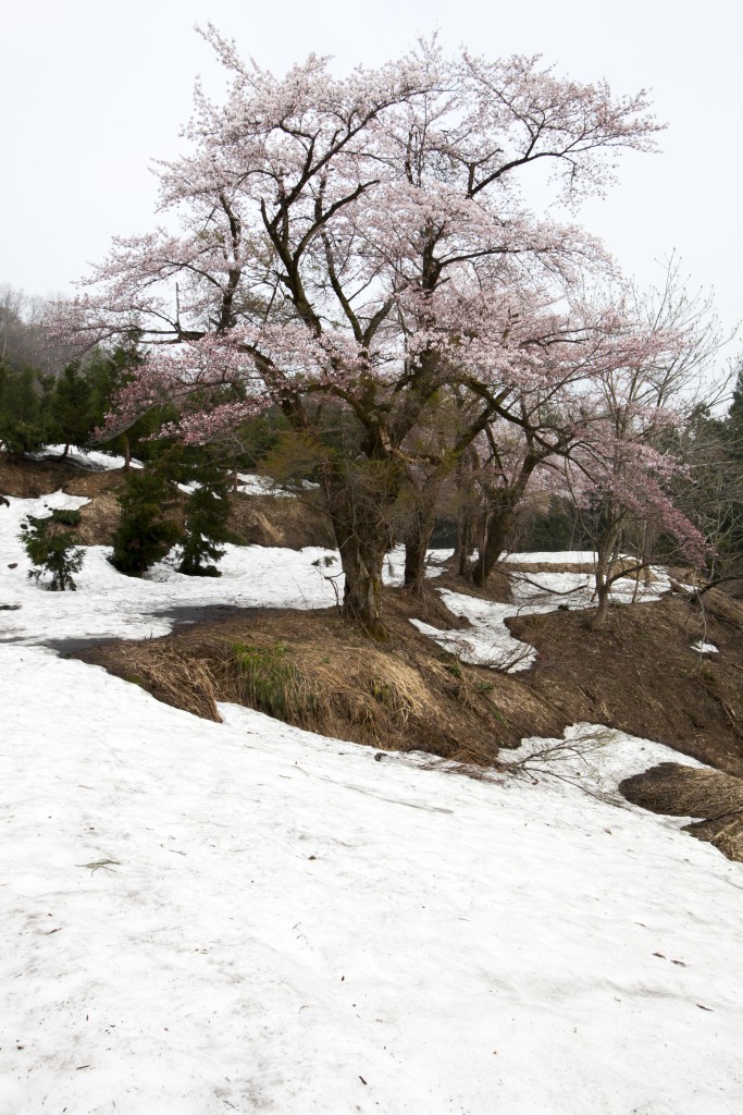 比礼（残雪）