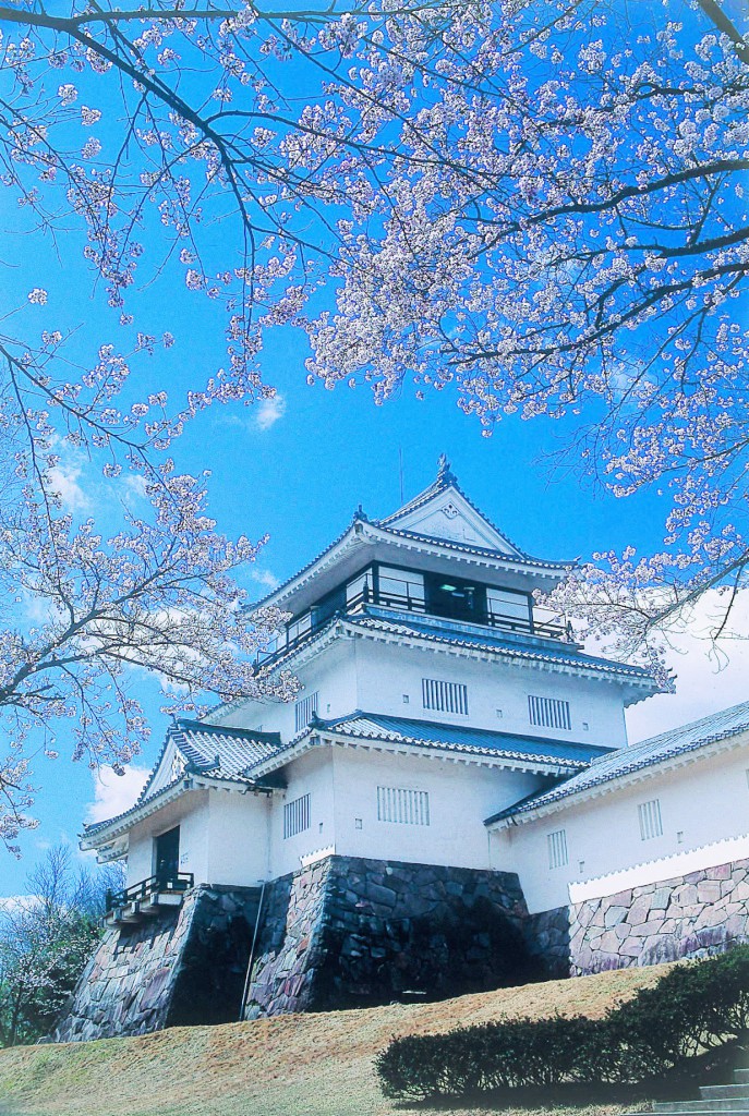 T0205R情-悠久山公園-桜2補正02