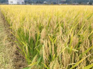 nAcڂ𖢗ɂȂB_ƎҏWcESΉ̕`u\v̏Ƃ́H